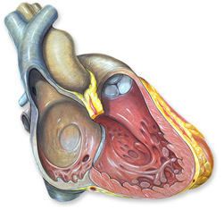 heart